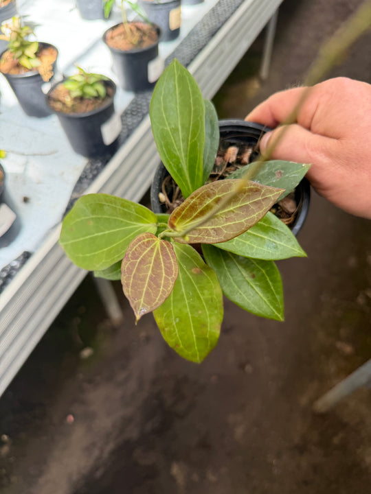 Hoya helleigiana