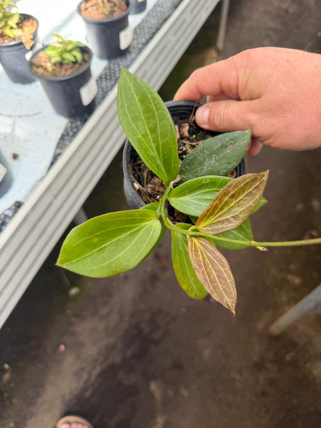 Hoya helleigiana