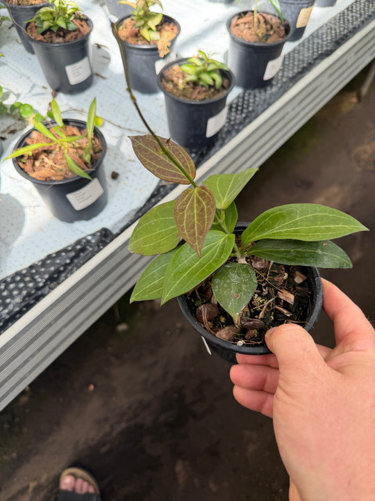 Hoya helleigiana