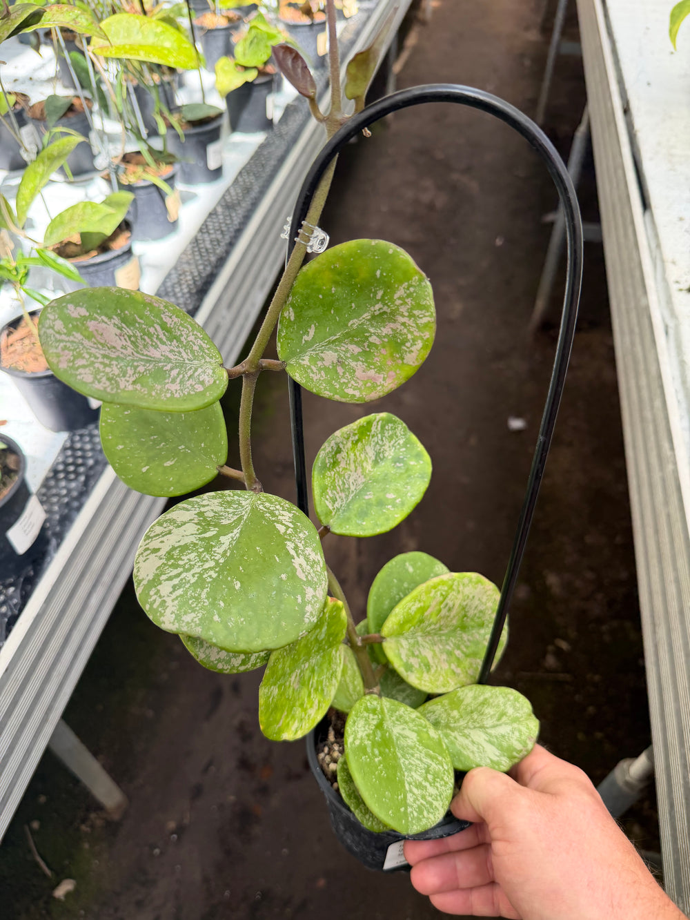 Hoya obovata Splash