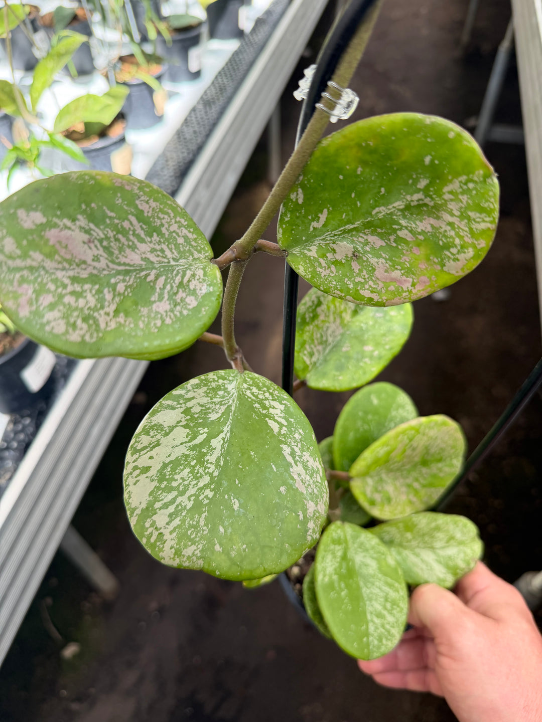 Hoya obovata Splash