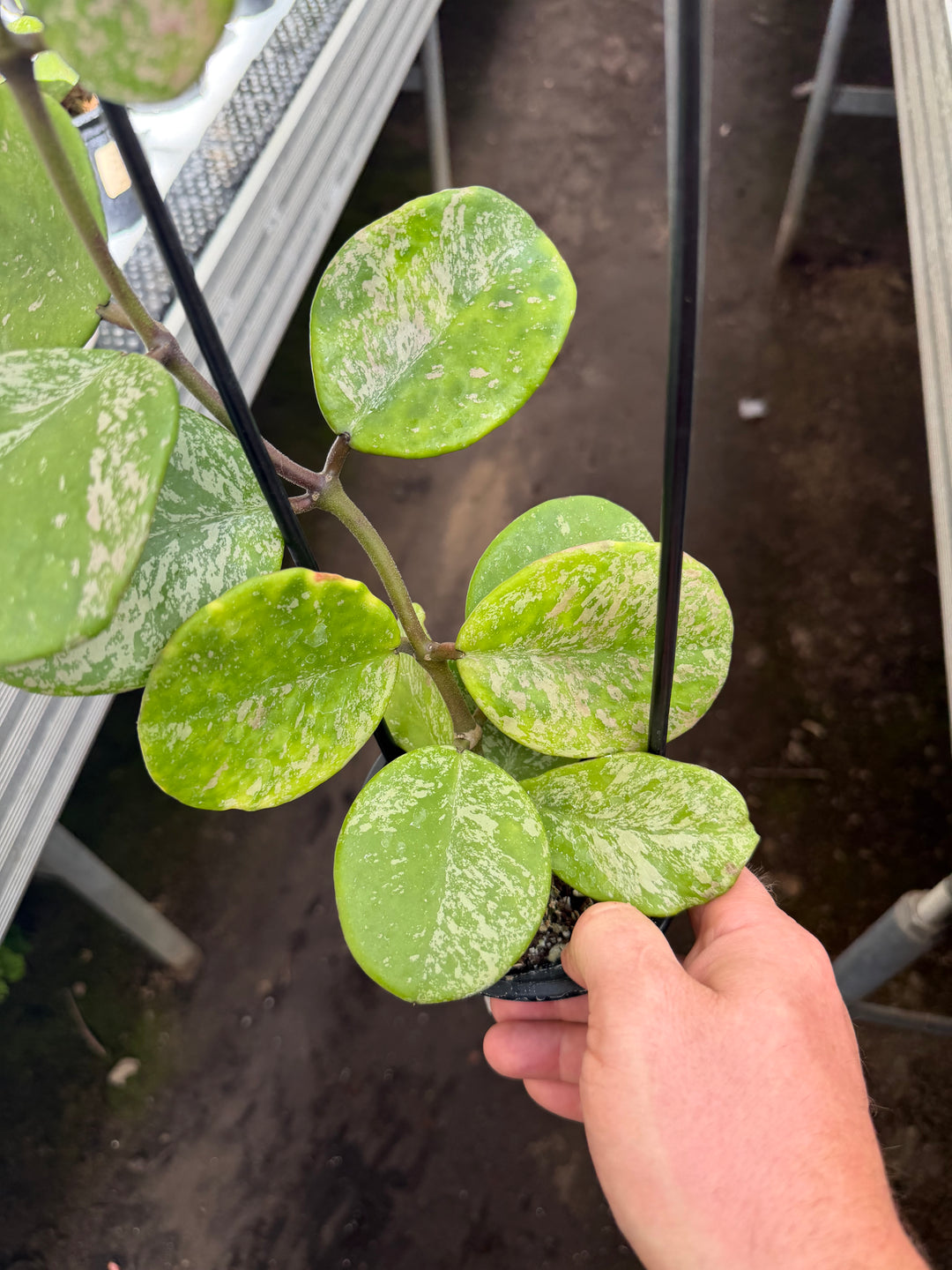 Hoya obovata Splash