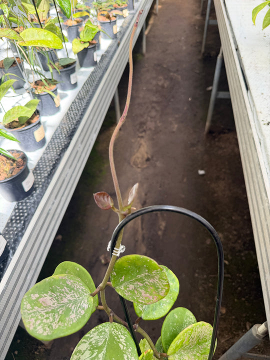Hoya obovata Splash