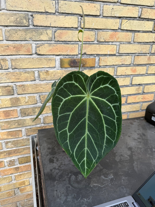 Anthurium karma chrysallinun