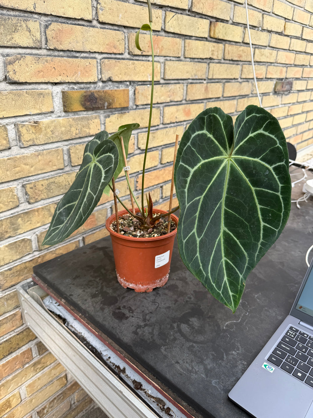 Anthurium karma chrysallinun