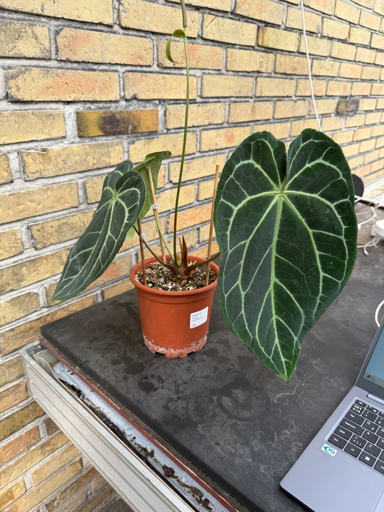Anthurium karma chrysallinun