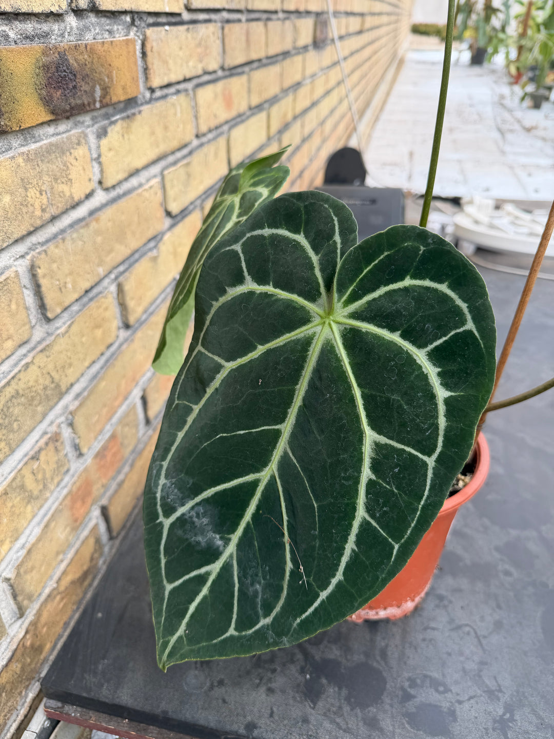 Anthurium karma chrysallinun