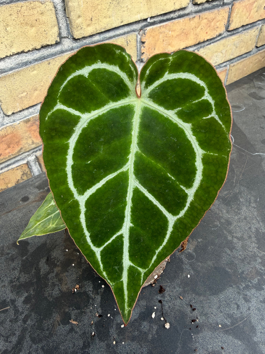 Anthurium chrysallinum