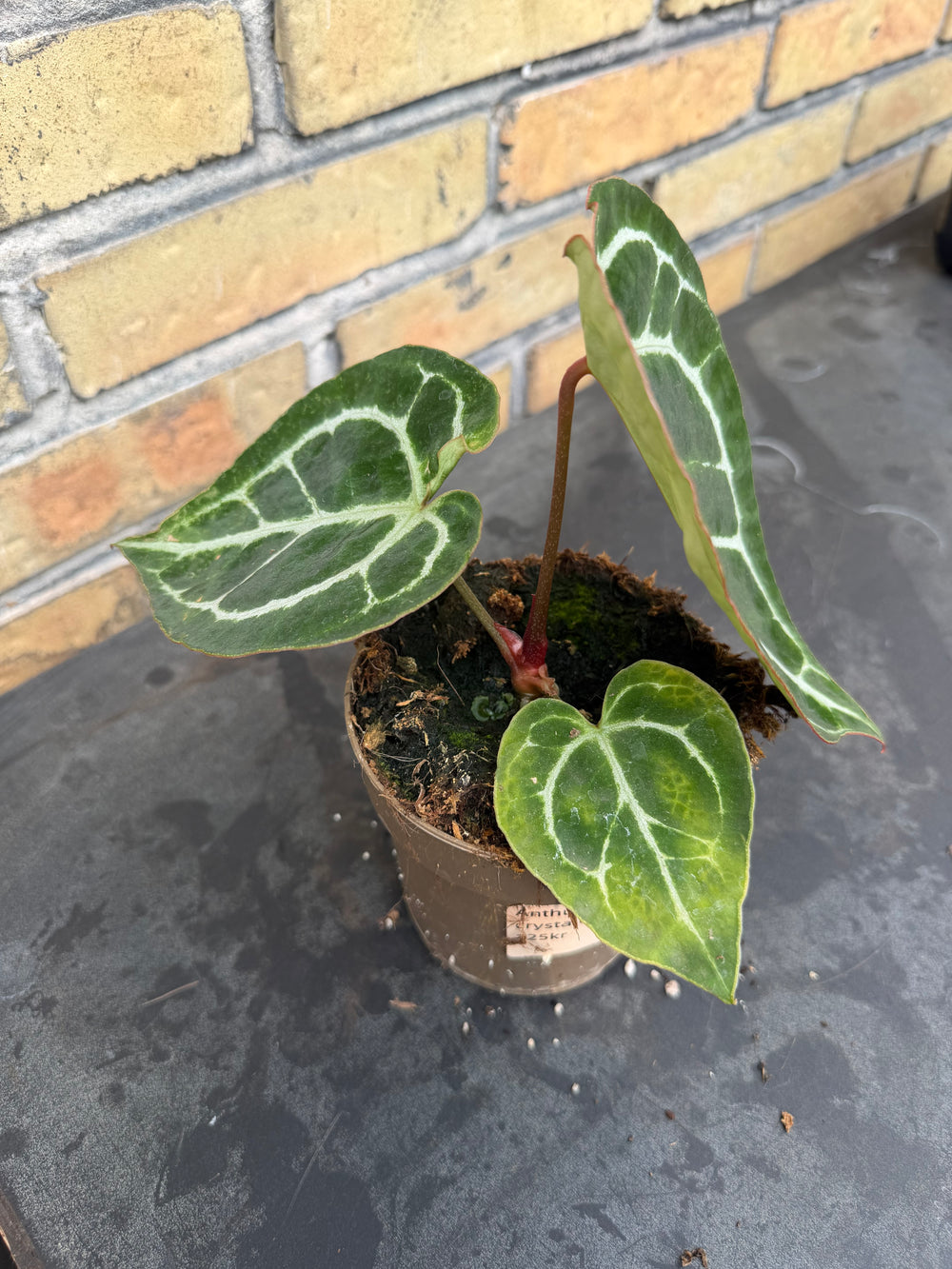 Anthurium chrysallinum