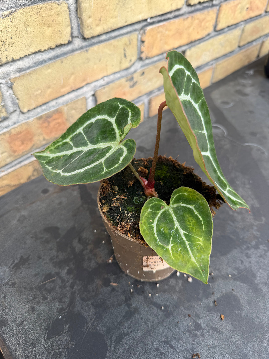 Anthurium chrysallinum