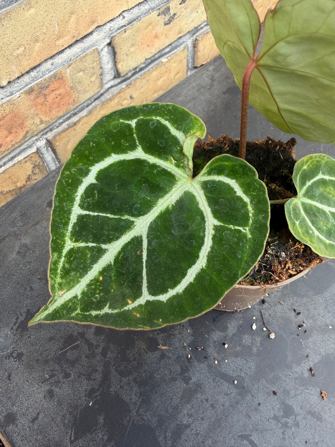 Anthurium chrysallinum