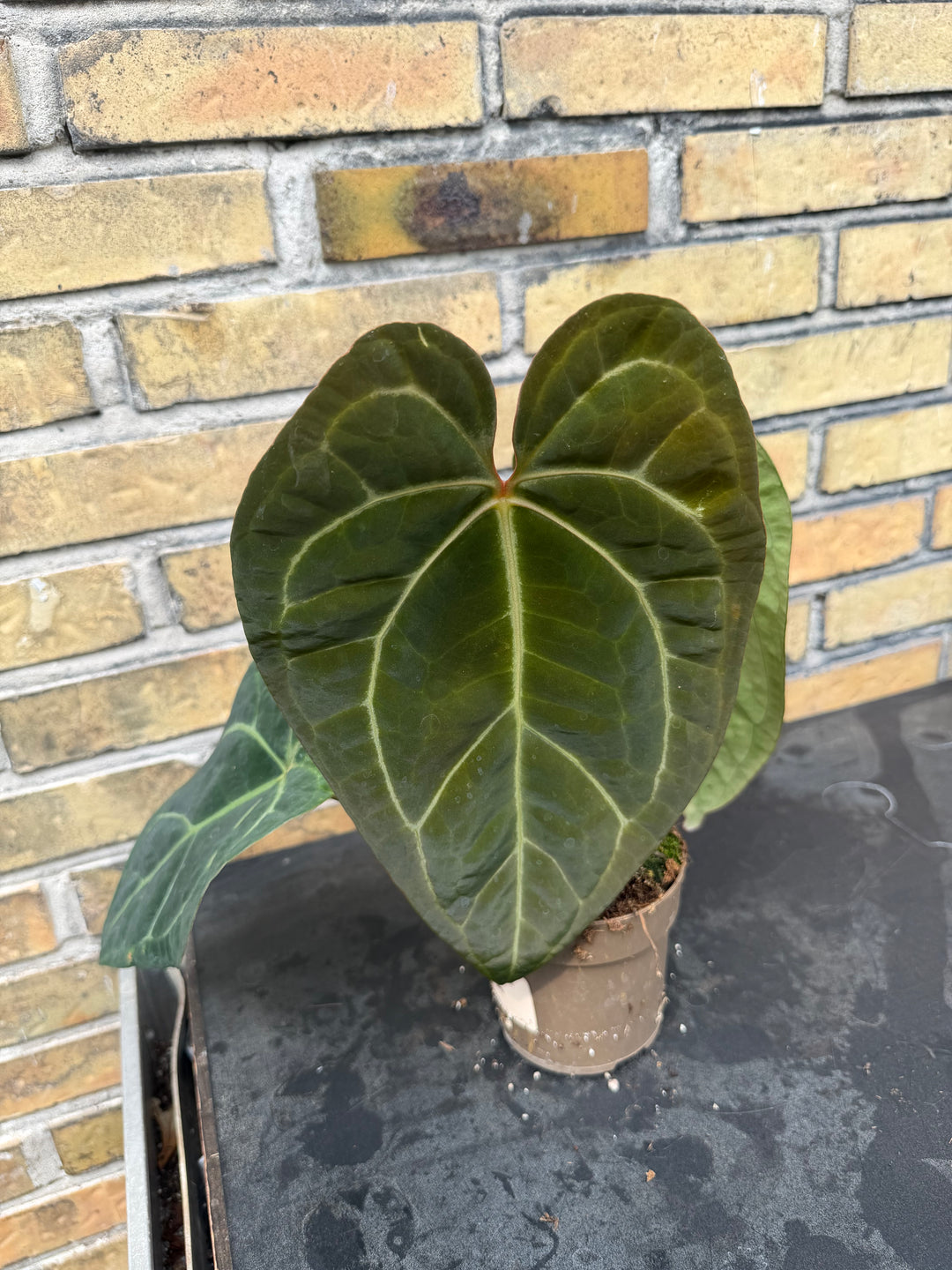 Anthurium chrystallinum x forgetii