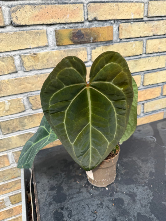 Anthurium chrystallinum x forgetii