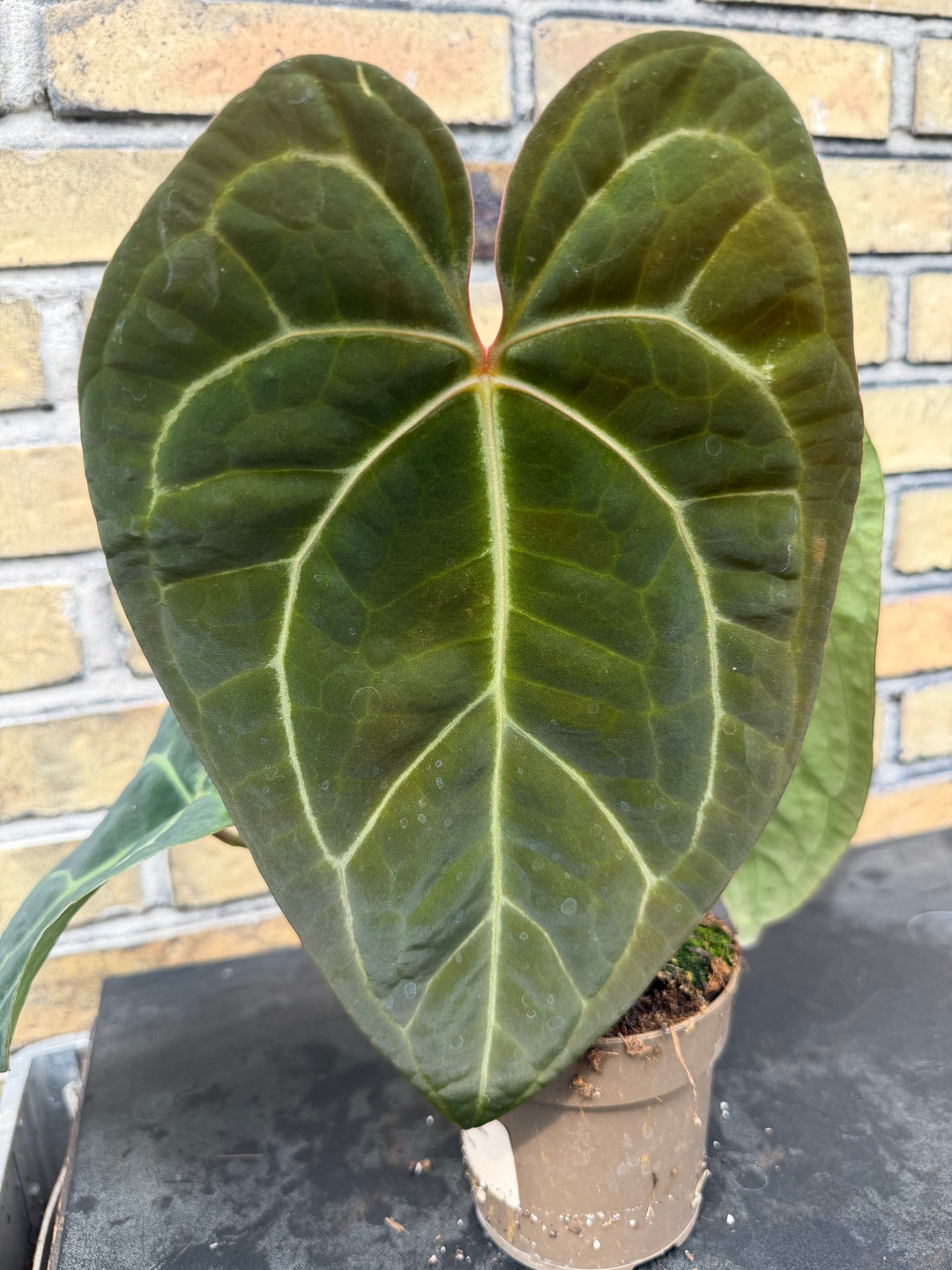 Anthurium chrystallinum x forgetii