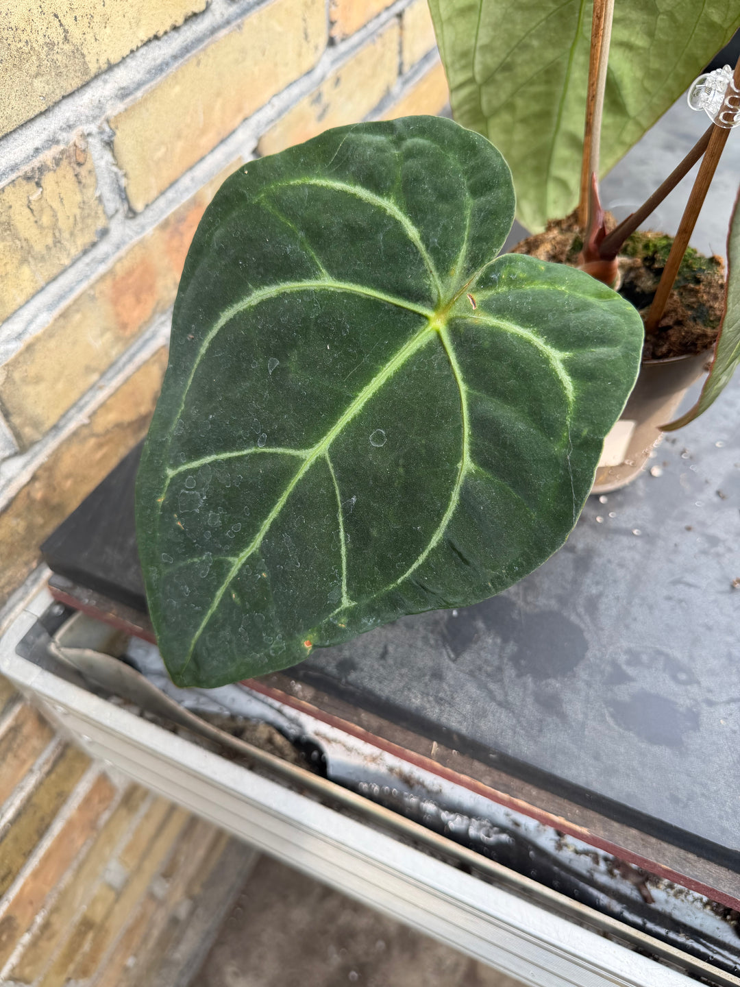 Anthurium chrystallinum x forgetii