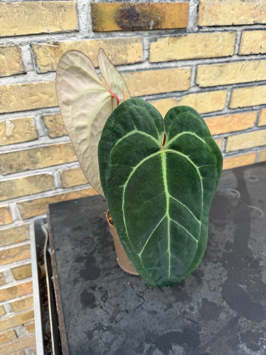 Anthurium chrystallinum x forgetii