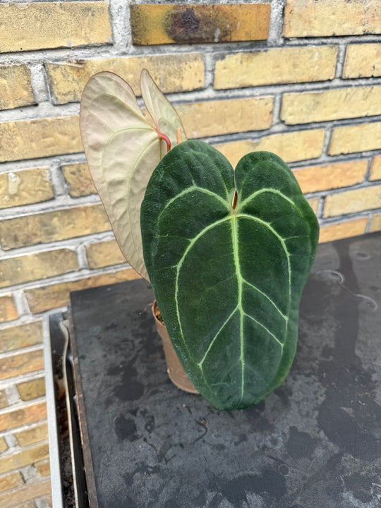 Anthurium chrystallinum x forgetii