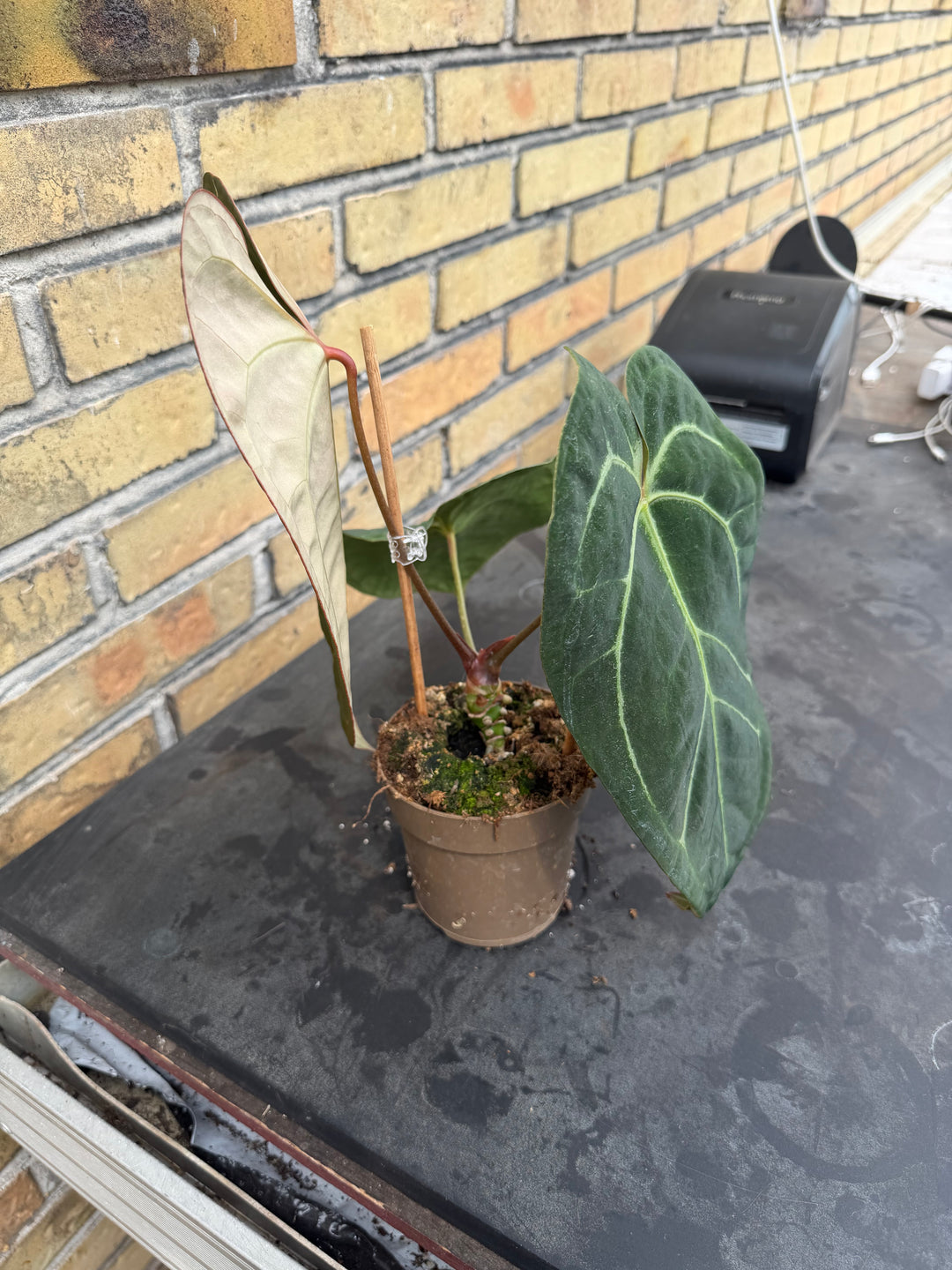 Anthurium chrystallinum x forgetii