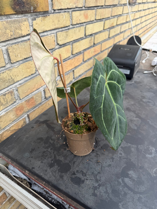 Anthurium chrystallinum x forgetii