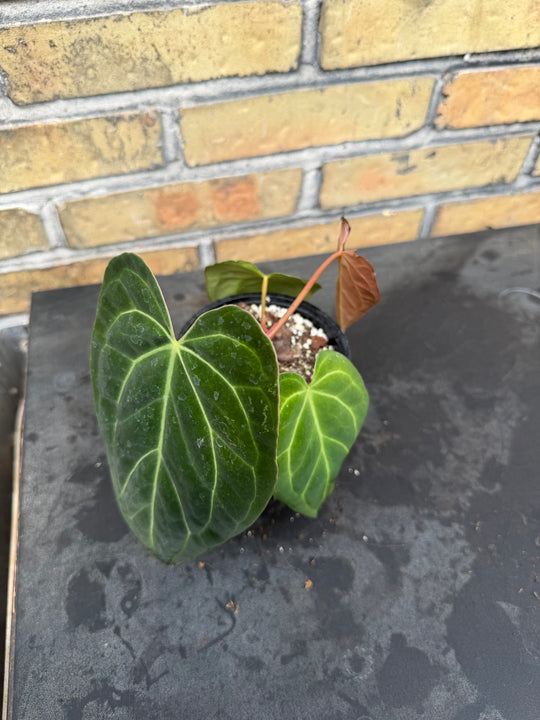Anthurium Ralph lynam - fort Sherman x self