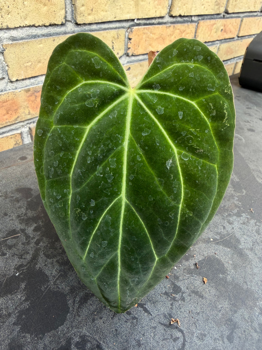 Anthurium Ralph lynam - fort Sherman x self
