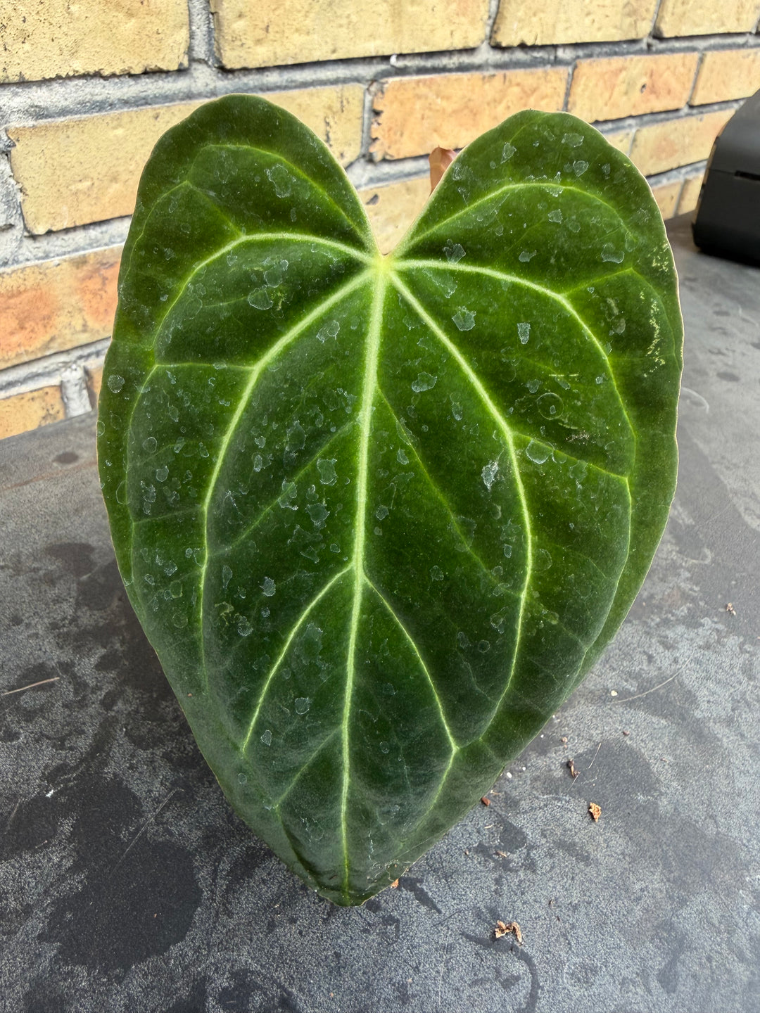 Anthurium Ralph lynam - fort Sherman x self