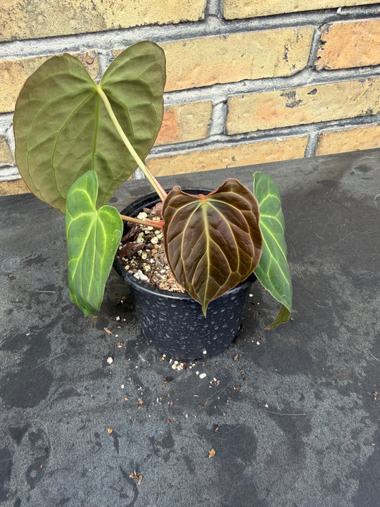 Anthurium Ralph lynam - fort Sherman x self