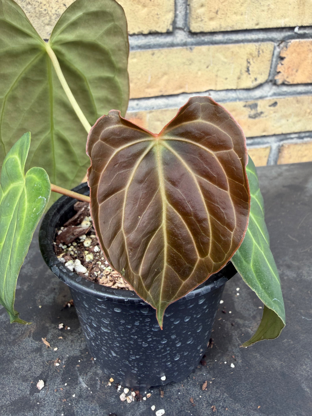 Anthurium Ralph lynam - fort Sherman x self