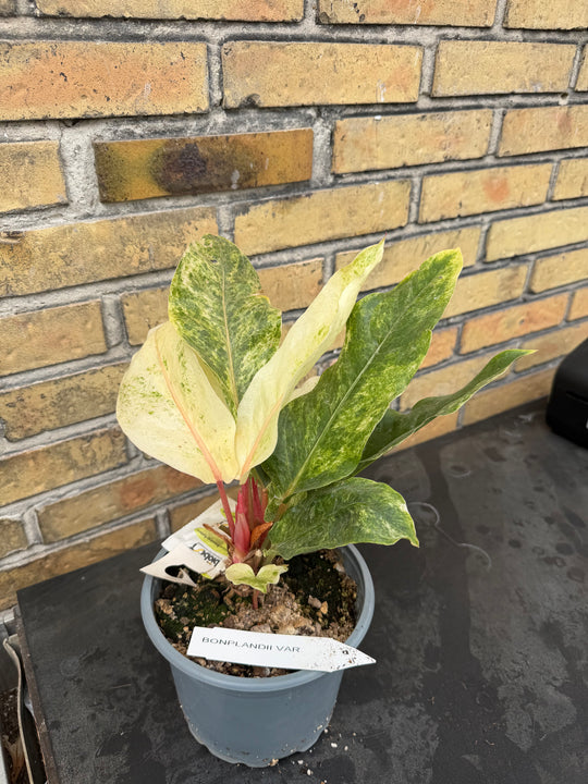 Anthurium bonplandii Varigata