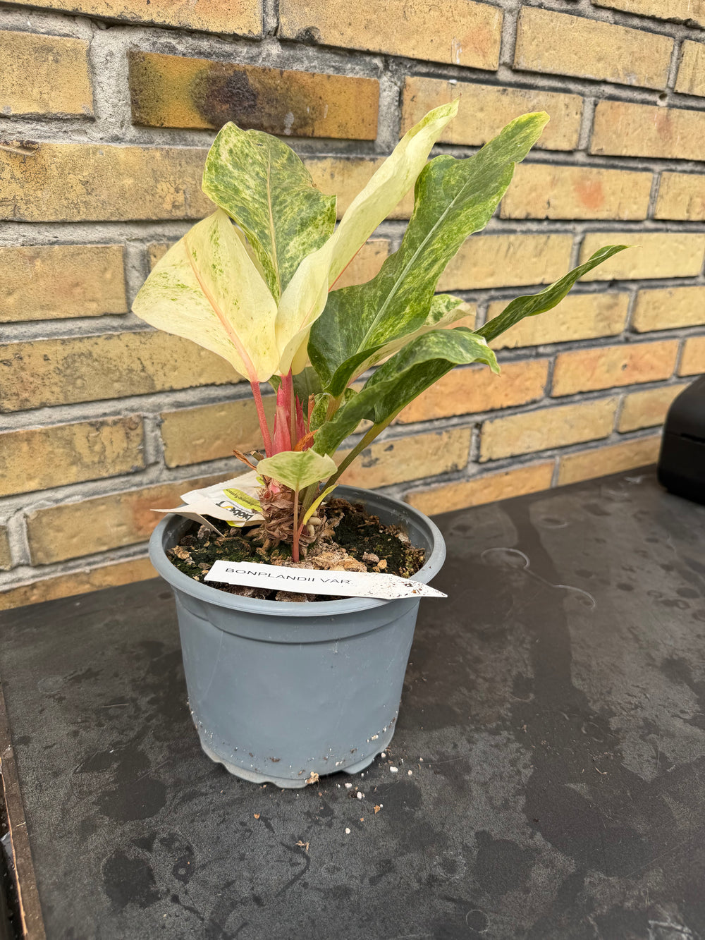 Anthurium bonplandii Varigata