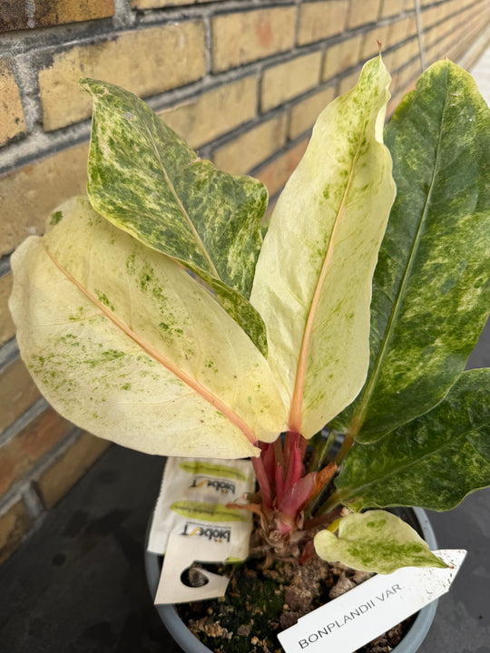 Anthurium bonplandii Varigata