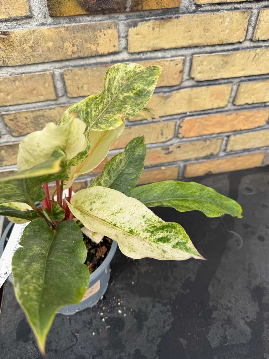 Anthurium bonplandii Varigata
