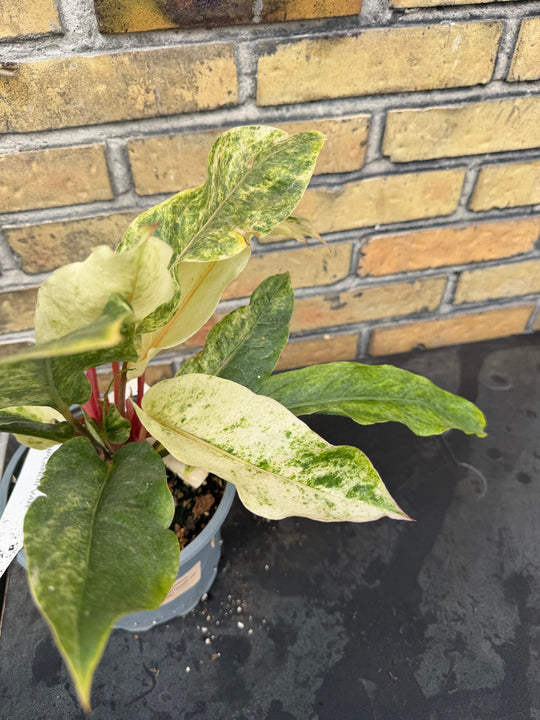 Anthurium bonplandii Varigata