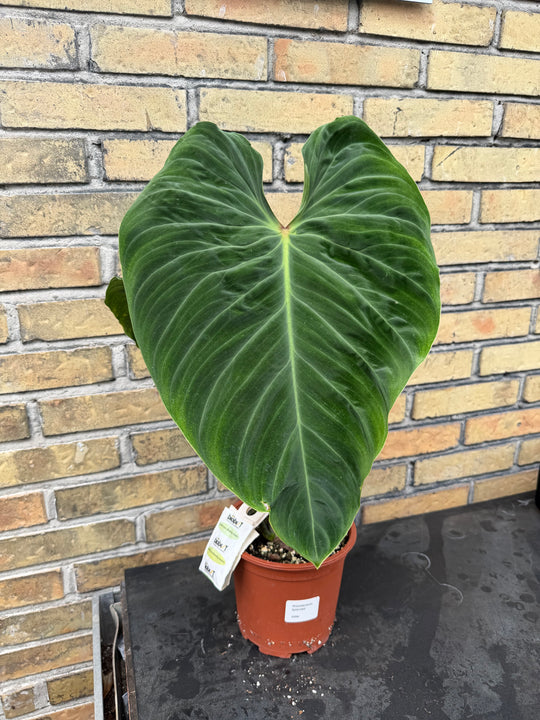 Philodendron splendid