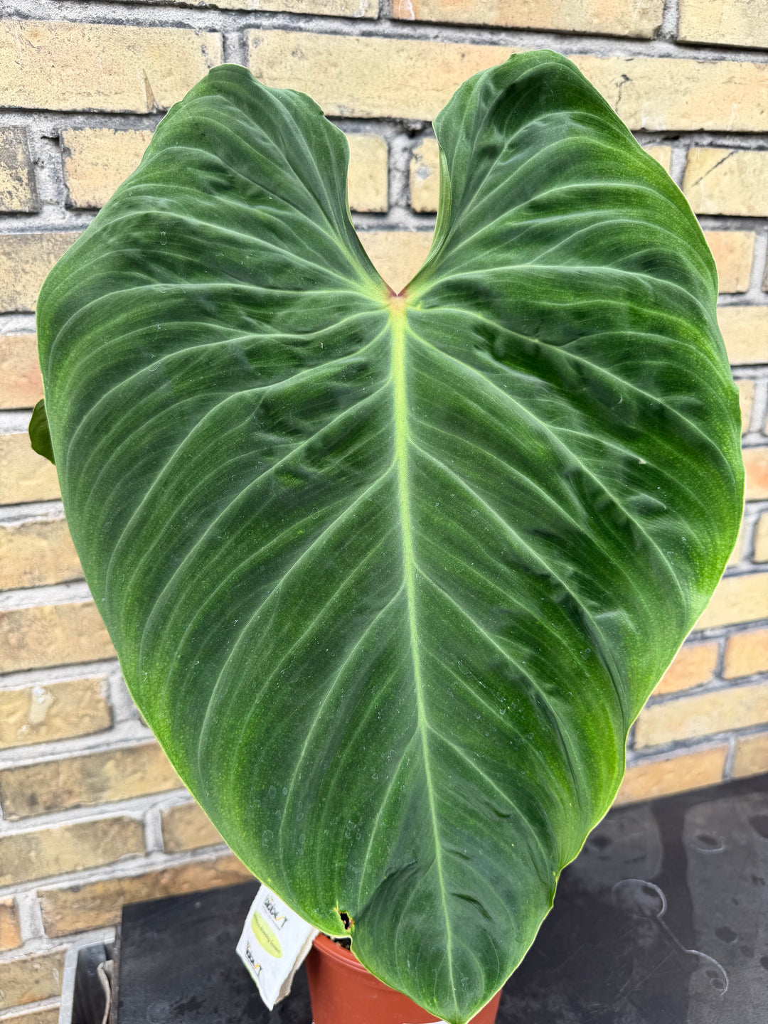 Philodendron splendid