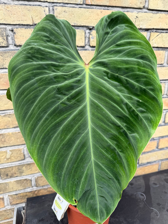 Philodendron splendid