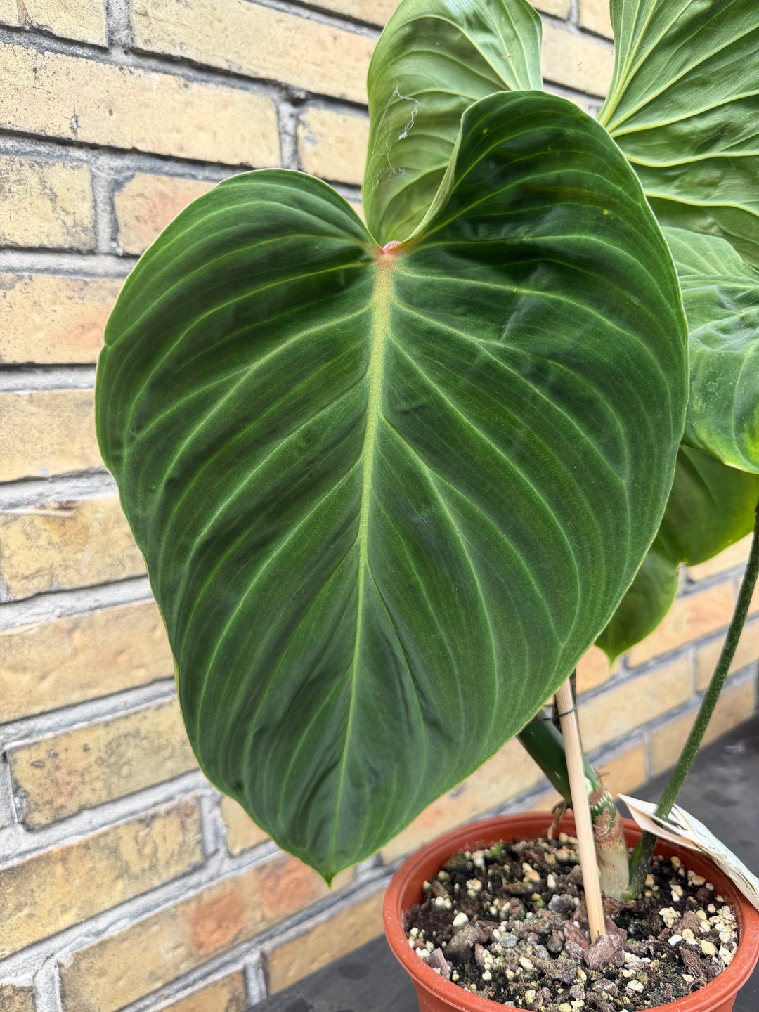 Philodendron splendid