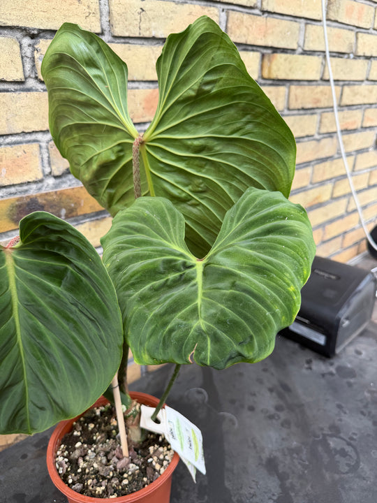 Philodendron splendid