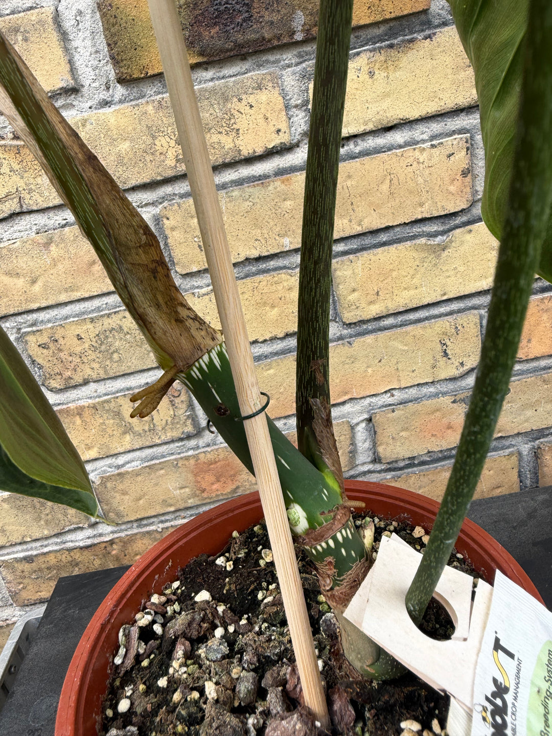 Philodendron splendid