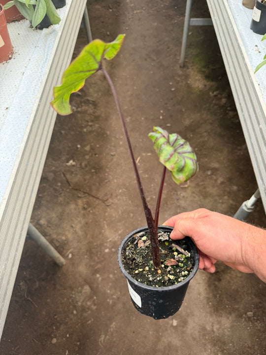 Colocasia pharrow mask