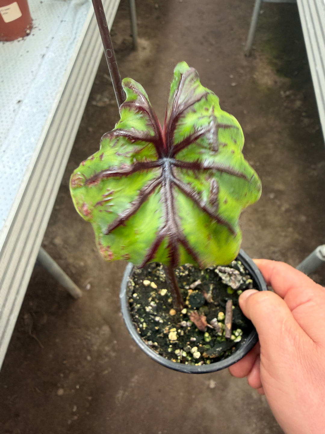 Colocasia pharrow mask