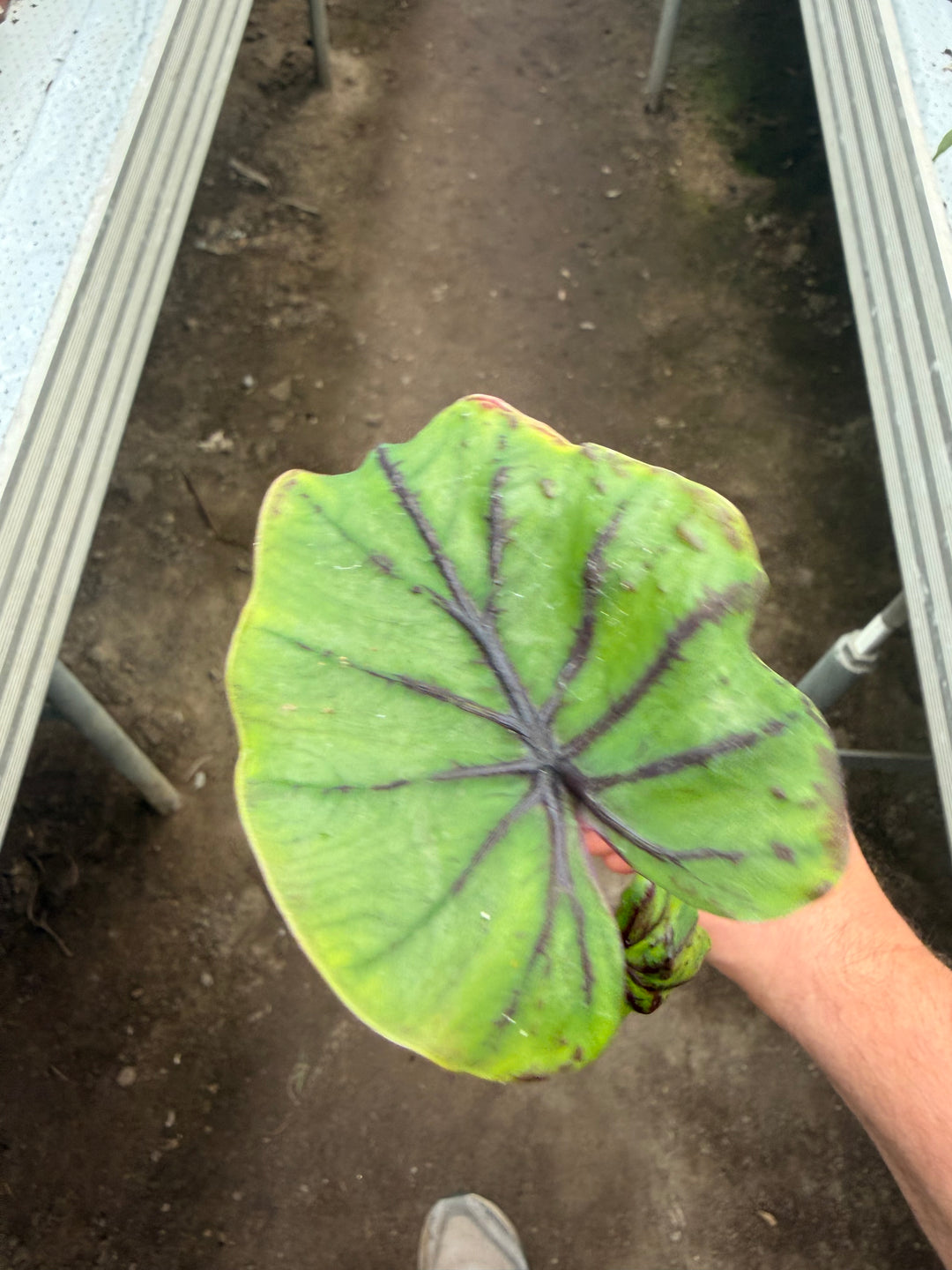 Colocasia pharrow mask