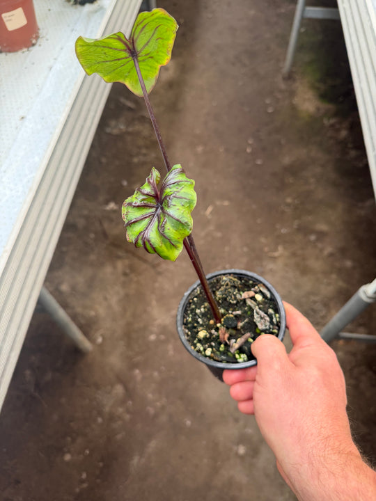 Colocasia pharrow mask