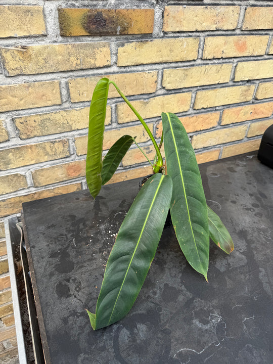 Philodendron patriciae