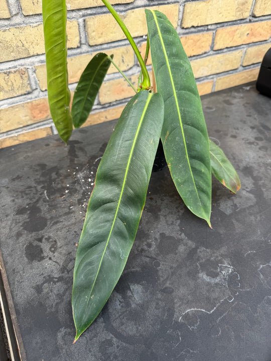 Philodendron patriciae
