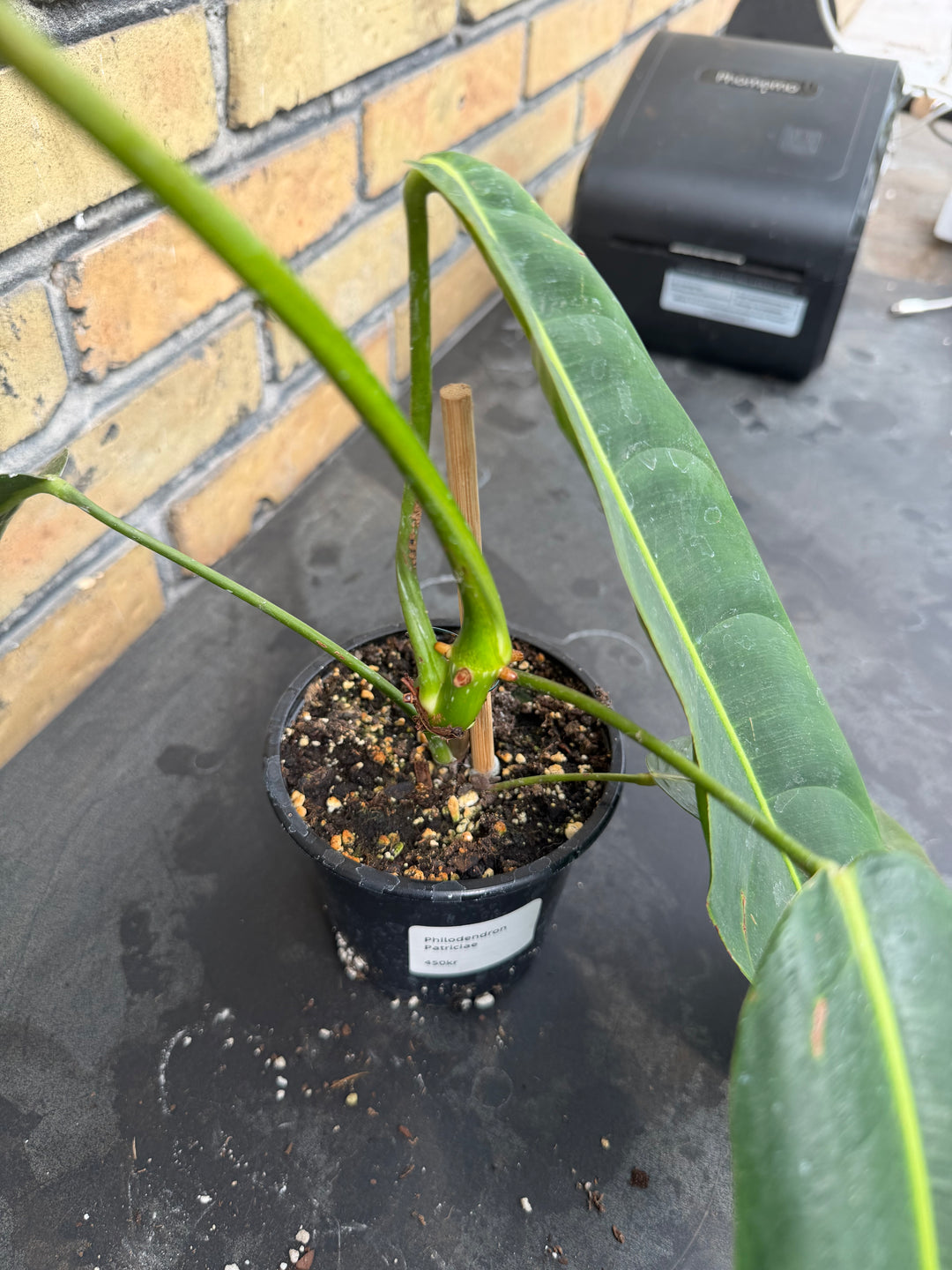 Philodendron patriciae
