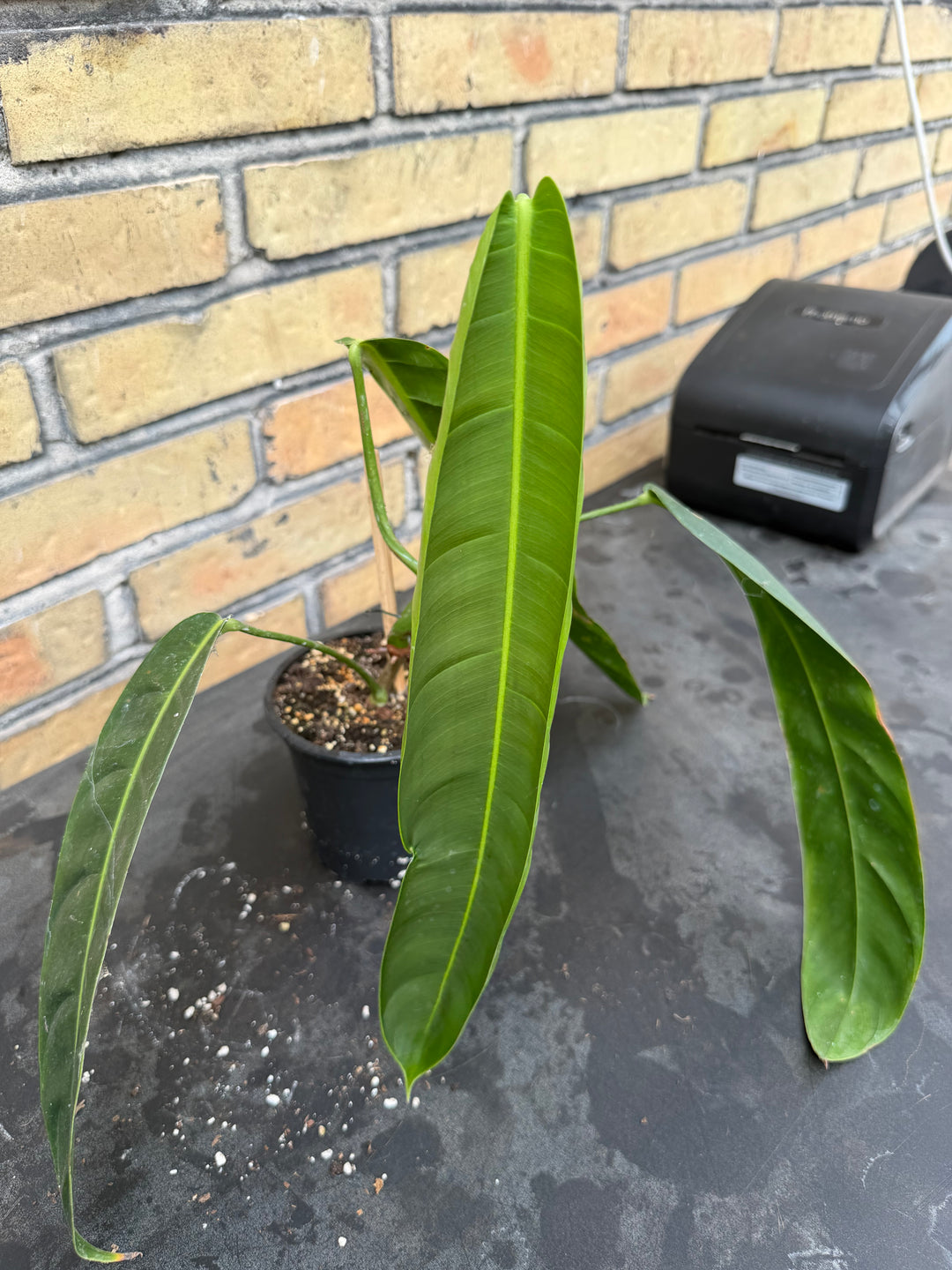 Philodendron patriciae