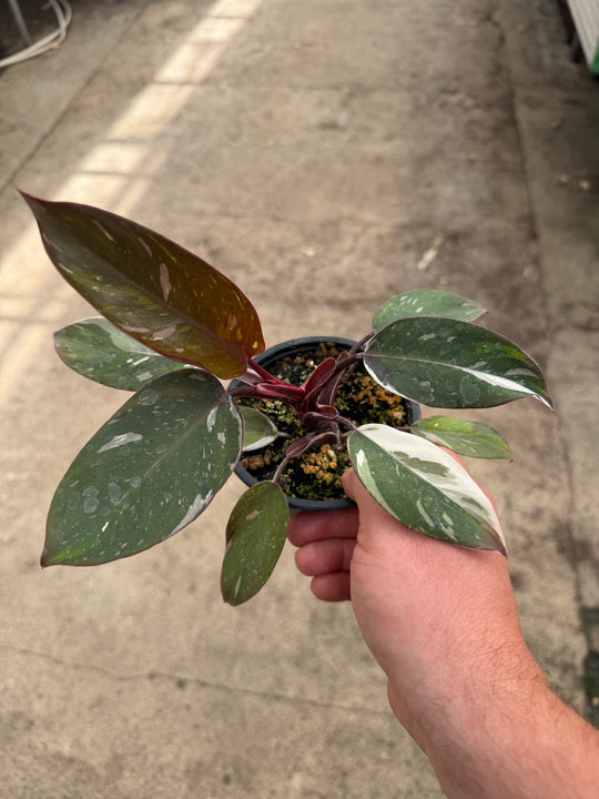 Philodendron red Anderson