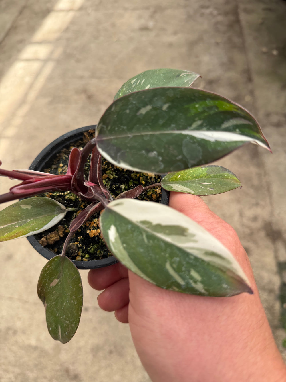 Philodendron red Anderson