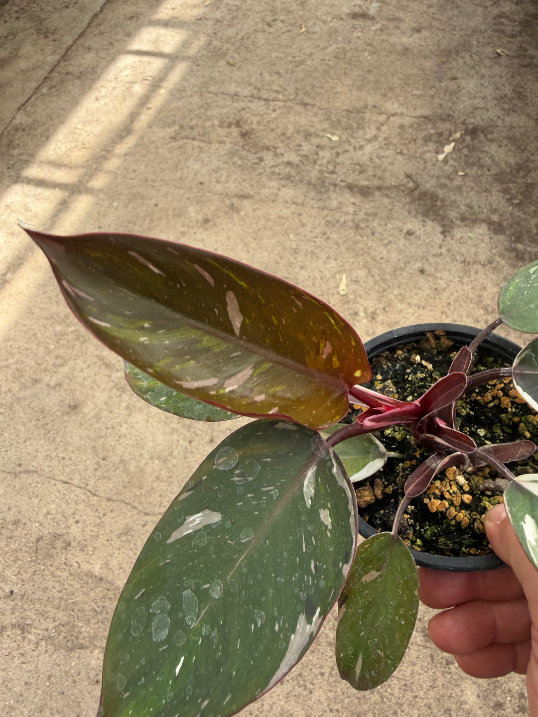 Philodendron red Anderson